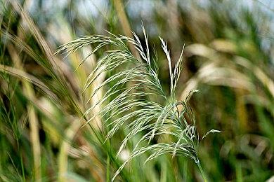 《瘟疫3》PC版将于2026年1月9日发售 主机版稍后