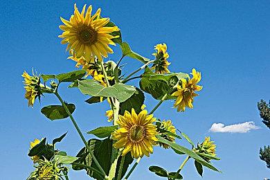 KK官方对战平台在线招募“精神股东”，万元奖金等你来瓜分！